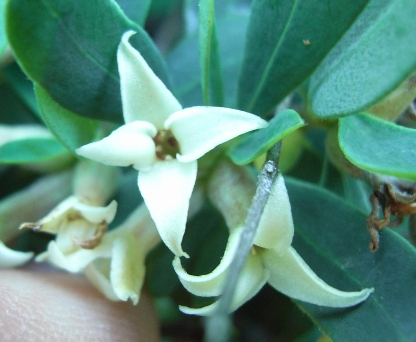 Daphne oleoides